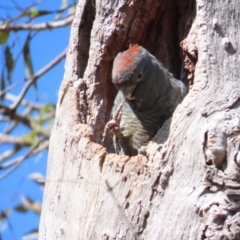 Callocephalon fimbriatum at Red Hill, ACT - suppressed