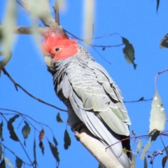 Callocephalon fimbriatum at Red Hill, ACT - suppressed