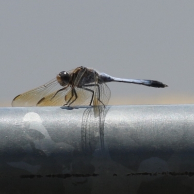 Orthetrum caledonicum (Blue Skimmer) at Coombs Ponds - 24 Jan 2023 by RodDeb