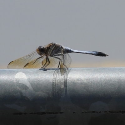 Orthetrum caledonicum (Blue Skimmer) at Coombs, ACT - 24 Jan 2023 by RodDeb