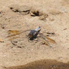 Orthetrum caledonicum at Coombs, ACT - 24 Jan 2023 12:21 PM