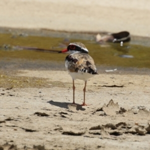 Charadrius melanops at Coombs, ACT - 24 Jan 2023