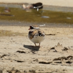 Charadrius melanops at Coombs, ACT - 24 Jan 2023 12:13 PM