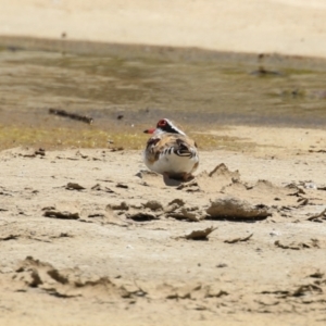 Charadrius melanops at Coombs, ACT - 24 Jan 2023