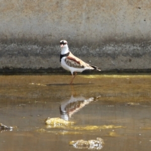 Charadrius melanops at Coombs, ACT - 24 Jan 2023