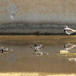 Charadrius melanops at Coombs, ACT - 24 Jan 2023 12:13 PM