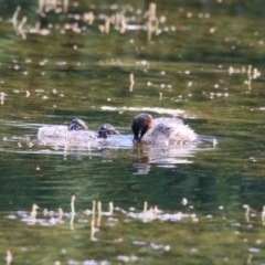 Tachybaptus novaehollandiae (Australasian Grebe) at Molonglo Valley, ACT - 24 Jan 2023 by RodDeb