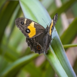 Tisiphone abeona at Harolds Cross, NSW - 24 Jan 2023