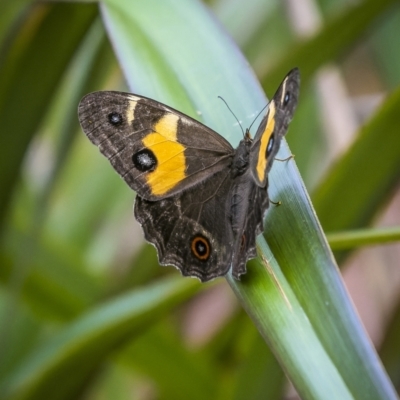 Tisiphone abeona (Varied Sword-grass Brown) at Harolds Cross, NSW - 24 Jan 2023 by trevsci