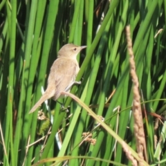 Acrocephalus australis (Australian Reed-Warbler) at Molonglo Valley, ACT - 23 Jan 2023 by RodDeb