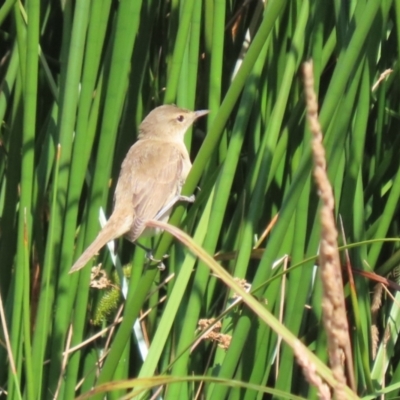 Acrocephalus australis (Australian Reed-Warbler) at Molonglo Valley, ACT - 23 Jan 2023 by RodDeb