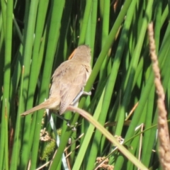 Acrocephalus australis at Molonglo Valley, ACT - 24 Jan 2023