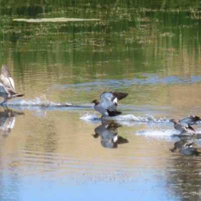 Chenonetta jubata (Australian Wood Duck) at Molonglo Valley, ACT - 24 Jan 2023 by RodDeb