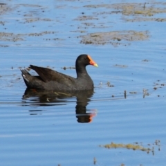 Gallinula tenebrosa (Dusky Moorhen) at Molonglo Valley, ACT - 24 Jan 2023 by RodDeb