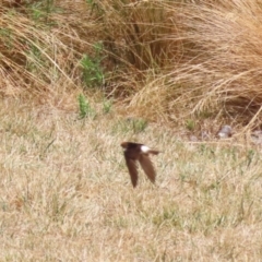 Petrochelidon ariel (Fairy Martin) at Molonglo Valley, ACT - 24 Jan 2023 by RodDeb