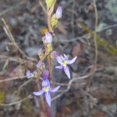 Lobelia gibbosa (Tall Lobelia) at Karabar, NSW - 25 Jan 2023 by SteveWhan