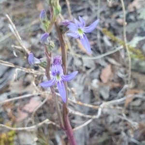 Lobelia gibbosa at Karabar, NSW - 25 Jan 2023