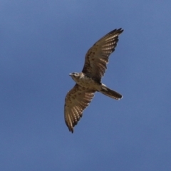 Falco berigora (Brown Falcon) at Molonglo Valley, ACT - 24 Jan 2023 by RodDeb