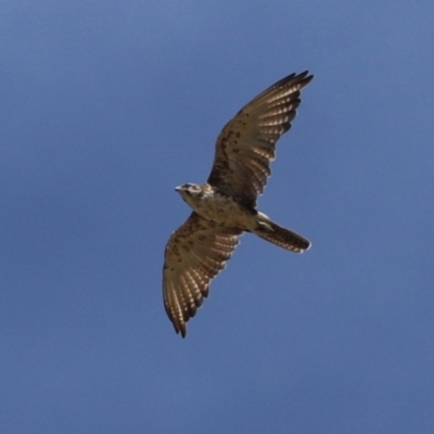Falco berigora (Brown Falcon) at Molonglo Valley, ACT - 23 Jan 2023 by RodDeb