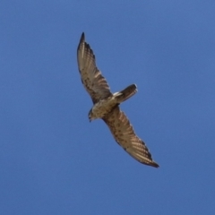 Falco berigora at Molonglo Valley, ACT - 24 Jan 2023 10:53 AM