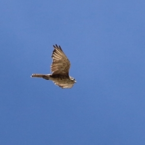 Falco berigora at Molonglo Valley, ACT - 24 Jan 2023 10:53 AM