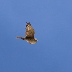 Falco berigora at Molonglo Valley, ACT - 24 Jan 2023
