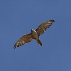 Falco berigora at Molonglo Valley, ACT - 24 Jan 2023 10:53 AM