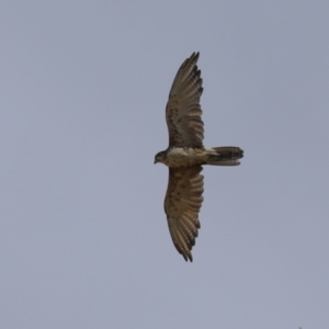 Falco berigora at Molonglo Valley, ACT - 24 Jan 2023 10:53 AM