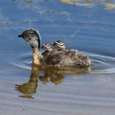 Poliocephalus poliocephalus (Hoary-headed Grebe) at Molonglo Valley, ACT - 24 Jan 2023 by RodDeb