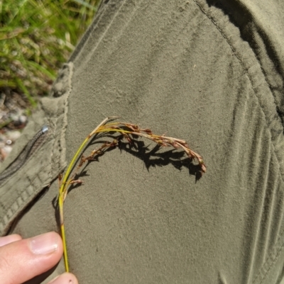 Baumea gunnii (Slender Twig-rush) at Cotter River, ACT - 25 Jan 2023 by MattM