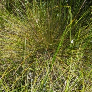 Machaerina gunnii at Namadgi National Park - 25 Jan 2023