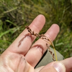 Machaerina gunnii at Namadgi National Park - 25 Jan 2023