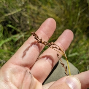 Machaerina gunnii at Namadgi National Park - 25 Jan 2023