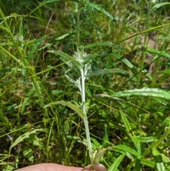 Euchiton limosus at Cotter River, ACT - 25 Jan 2023