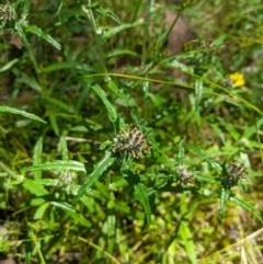 Euchiton limosus at Cotter River, ACT - 25 Jan 2023