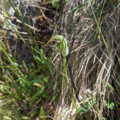 Diplodium decurvum (Summer greenhood) at Namadgi National Park - 25 Jan 2023 by MattM