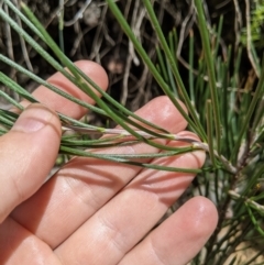 Hakea lissosperma (Needle Bush) at Namadgi National Park - 25 Jan 2023 by MattM