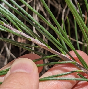 Hakea lissosperma at Cotter River, ACT - 25 Jan 2023