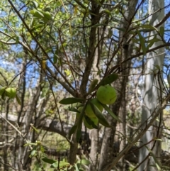 Persoonia subvelutina (Velvety Geebung) at Cotter River, ACT - 25 Jan 2023 by MattM