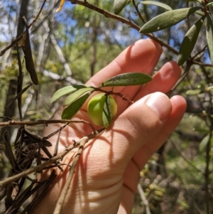 Persoonia subvelutina at Cotter River, ACT - 25 Jan 2023