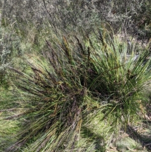 Gahnia subaequiglumis at Cotter River, ACT - 25 Jan 2023 02:25 PM