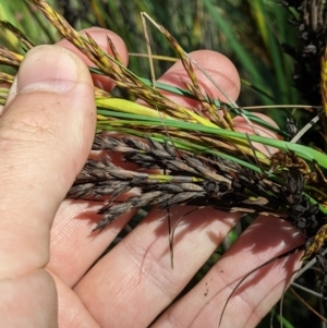 Gahnia subaequiglumis at Cotter River, ACT - 25 Jan 2023