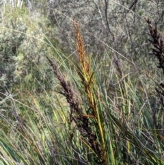 Gahnia subaequiglumis at Cotter River, ACT - 25 Jan 2023