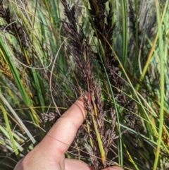 Gahnia subaequiglumis at Cotter River, ACT - 25 Jan 2023