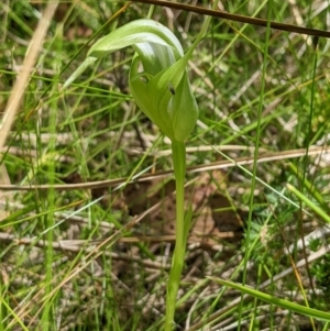 Pterostylis falcata at Cotter River, ACT - suppressed