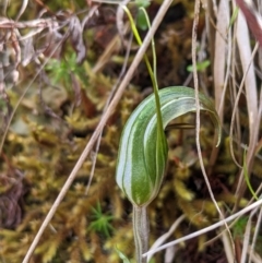 Diplodium aestivum (Long-tongued Summer Greenhood) at Namadgi National Park - 25 Jan 2023 by MattM