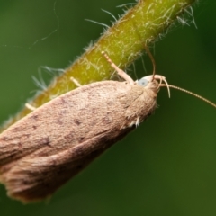 Garrha carnea (A concealer moth) at Downer, ACT - 25 Jan 2023 by RobertD