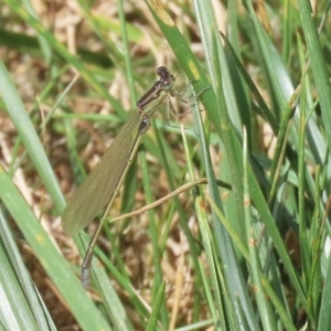 Ischnura aurora at Whitlam, ACT - 24 Jan 2023