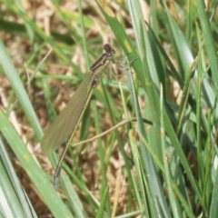Unidentified Damselfly (Zygoptera) at Molonglo Valley, ACT - 24 Jan 2023 by RodDeb