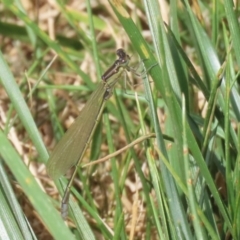 Ischnura aurora at Whitlam, ACT - 24 Jan 2023